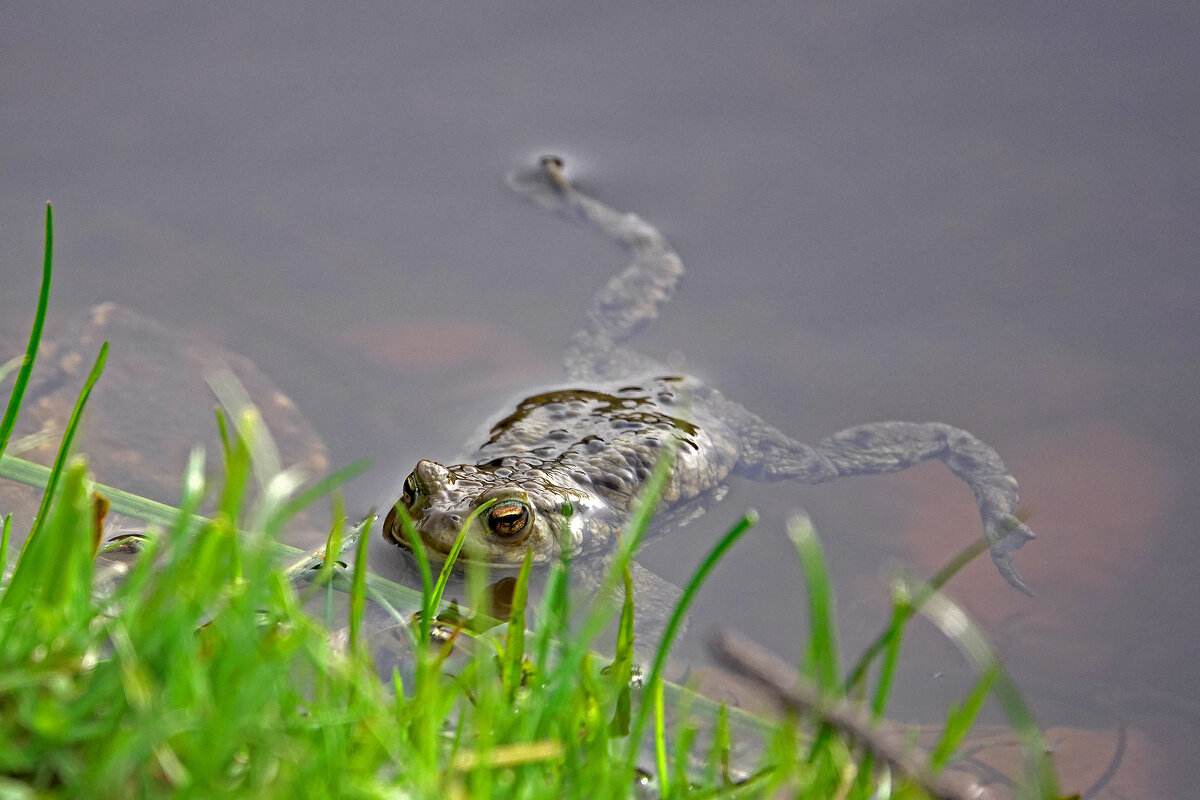 Лупоглазая квакушка - Waldemar F.