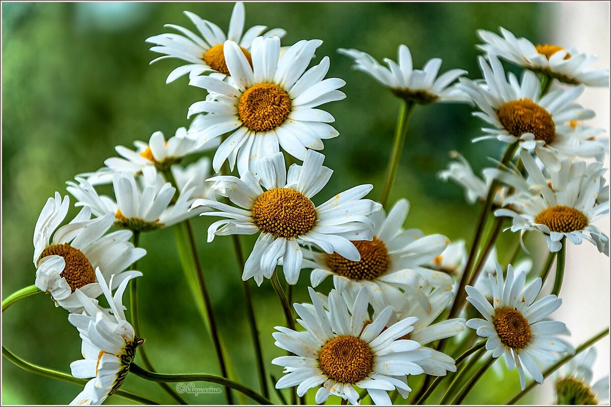 Про цветы... - Aquarius - Сергей Про цветы... - Aquarius - Сергей