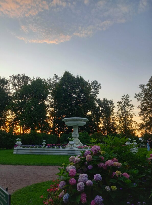 Гортензия - Сапсан 