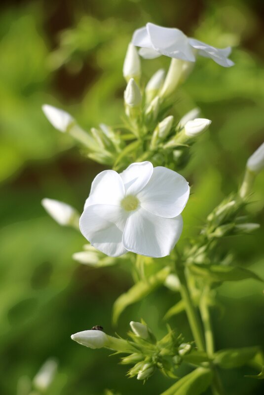 Ну а лето продолжается... - Наталья Герасимова