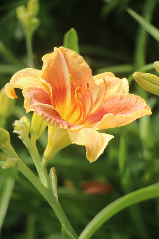 Ну а лето продолжается... - Наталья Герасимова