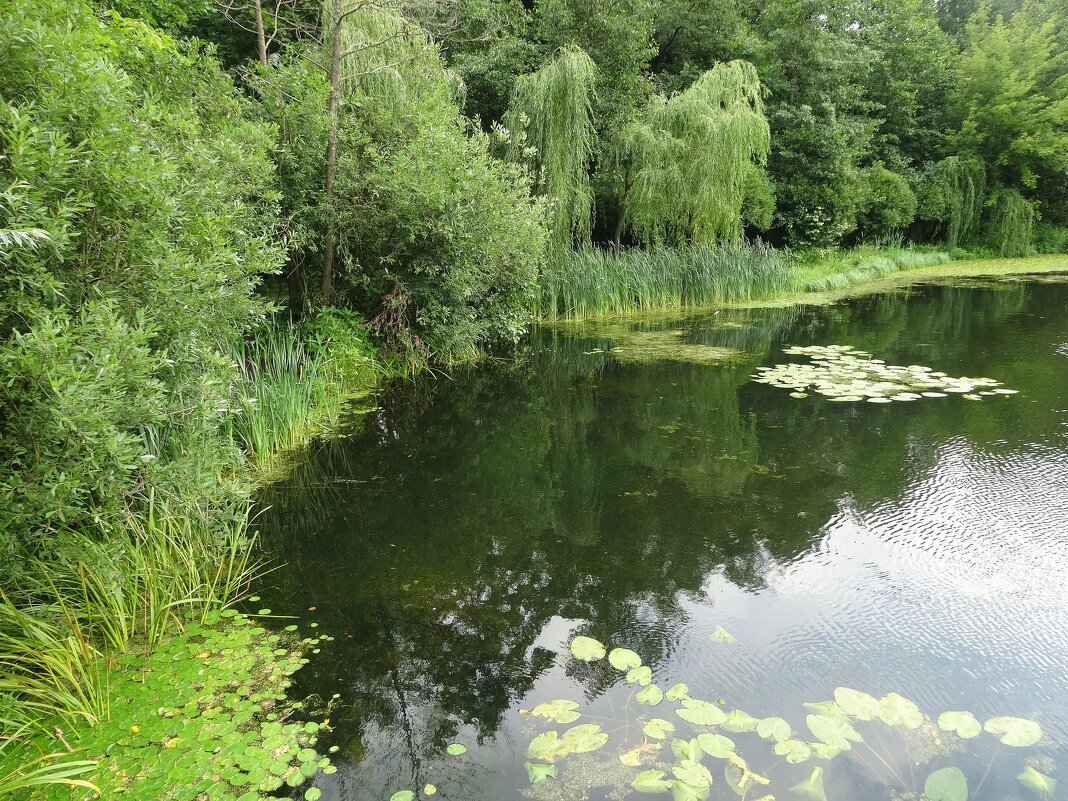 Парк усадьбы Покровское-Стрешнево - Лидия Бусурина