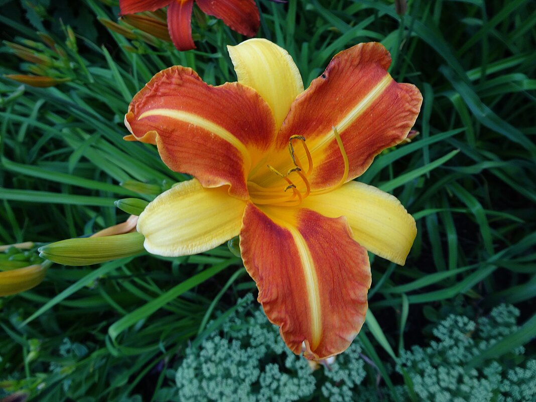 Лилейник - Лидия Бусурина