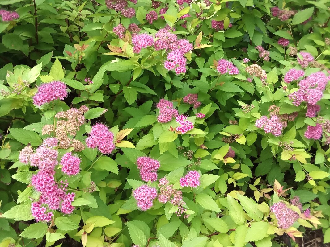 Великолепие  лета - Фотогруппа Весна