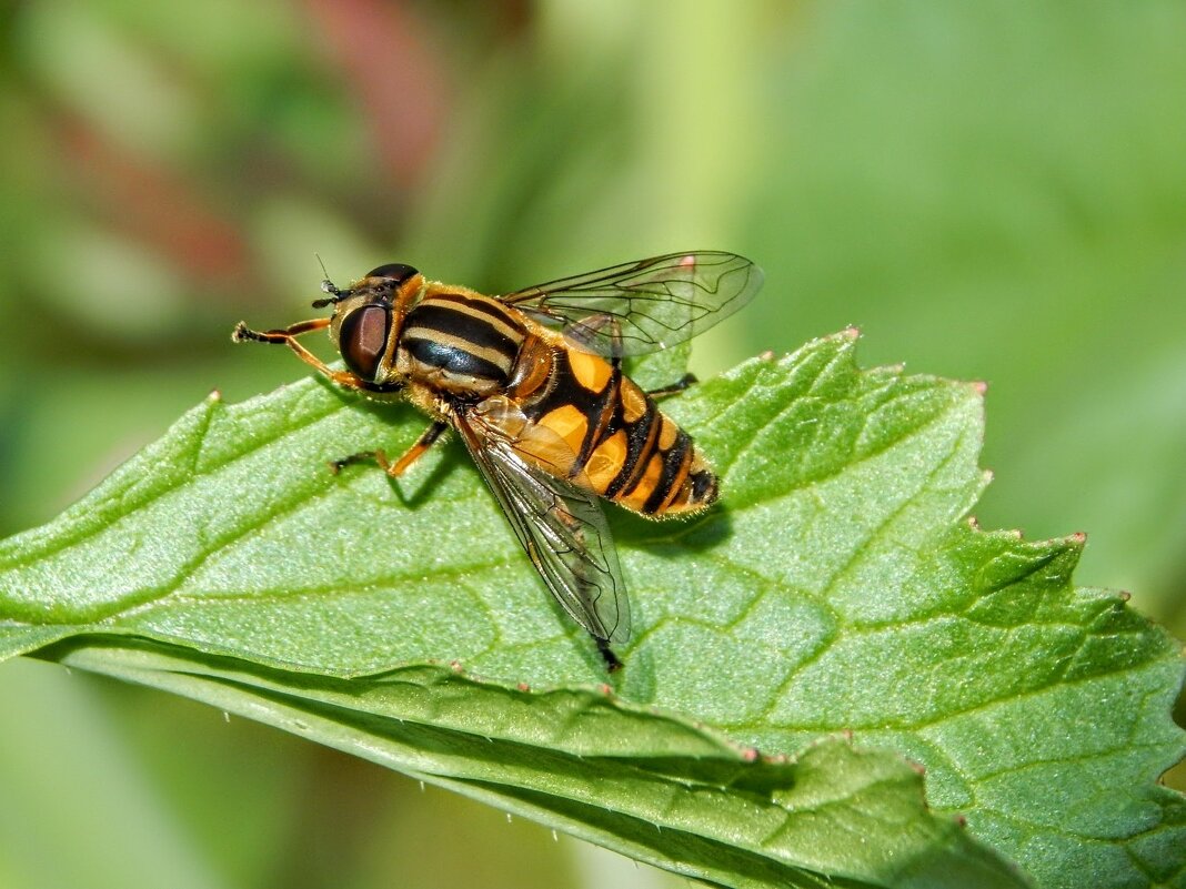 Чистота - залог здоровья! ;) - Елена Хайдукова  ( Elena Fly )