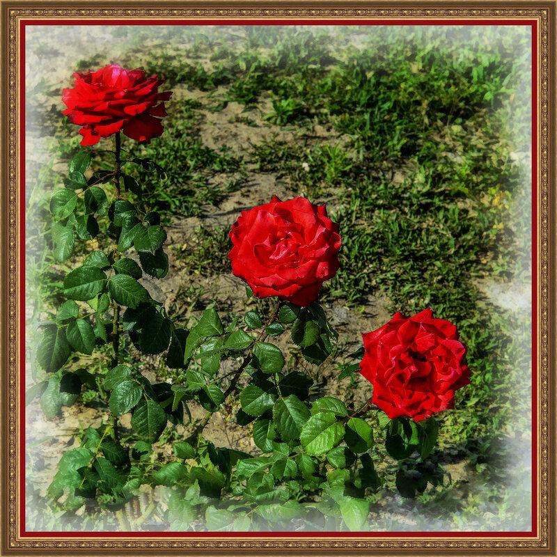 Розы - Анатолий Чикчирный