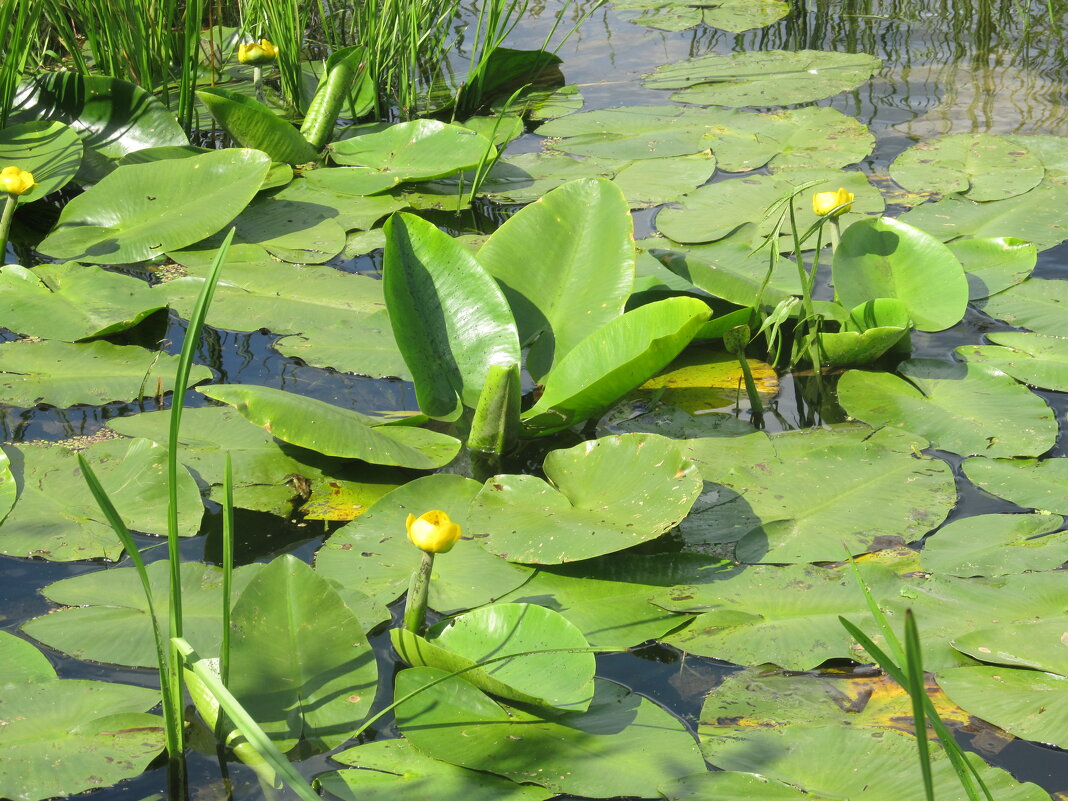Усманка - Елена Шаламова Усманка - Елена Шаламова
