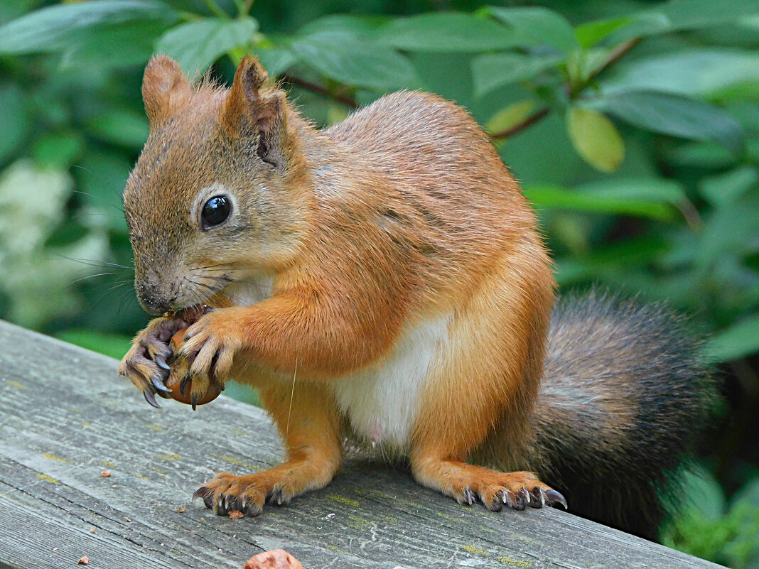 Белка - Лина 