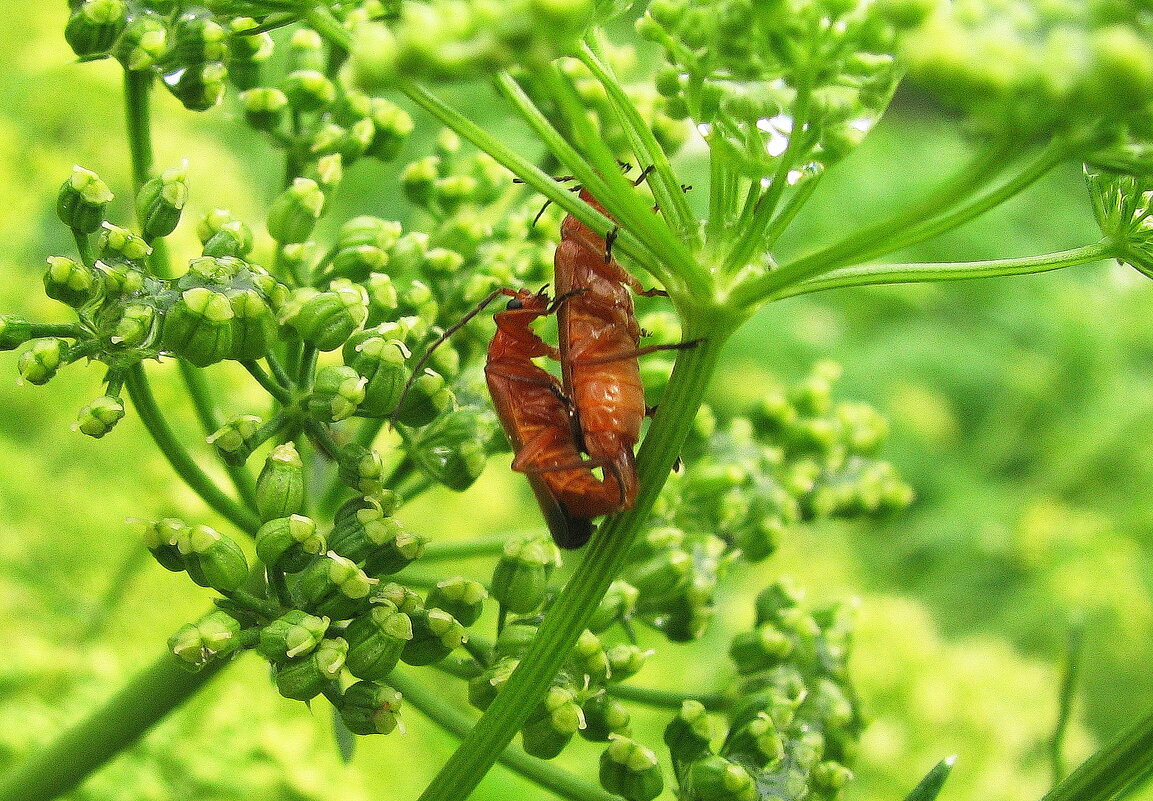 Мягкотелки - Людмила Смородинская