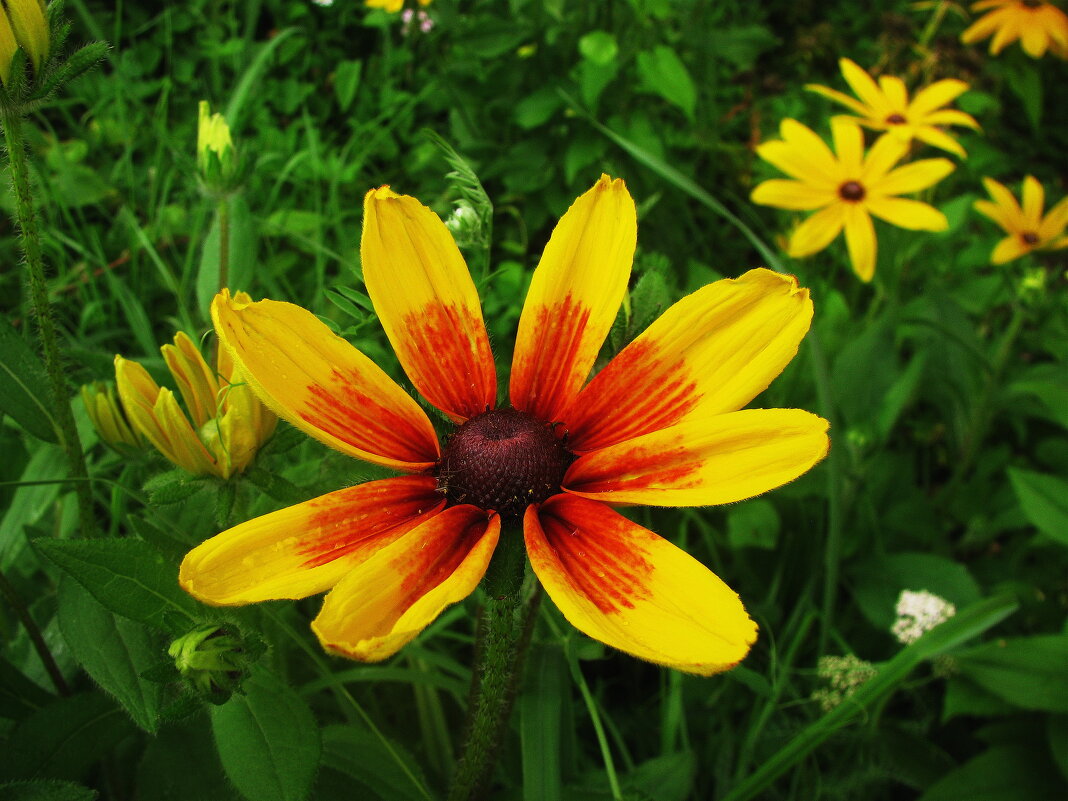 Красотка рудбекия - Людмила Смородинская