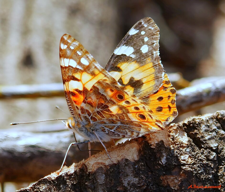 Из жизни репейницы... - Андрей Заломленков Из жизни репейницы... - Андрей Заломленков