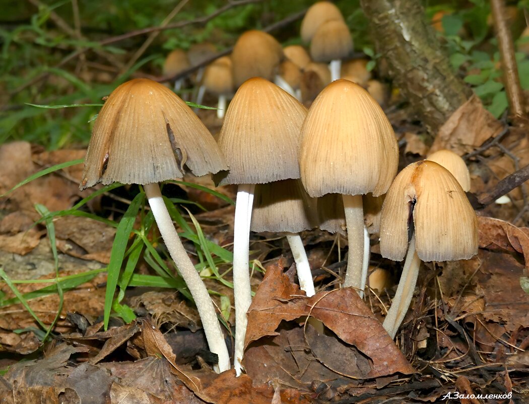 А дружнее всех растут навозники! :-) - Андрей Заломленков