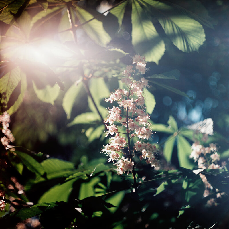 Flowering chestnut - Виталий Потапкин Flowering chestnut - Виталий Потапкин