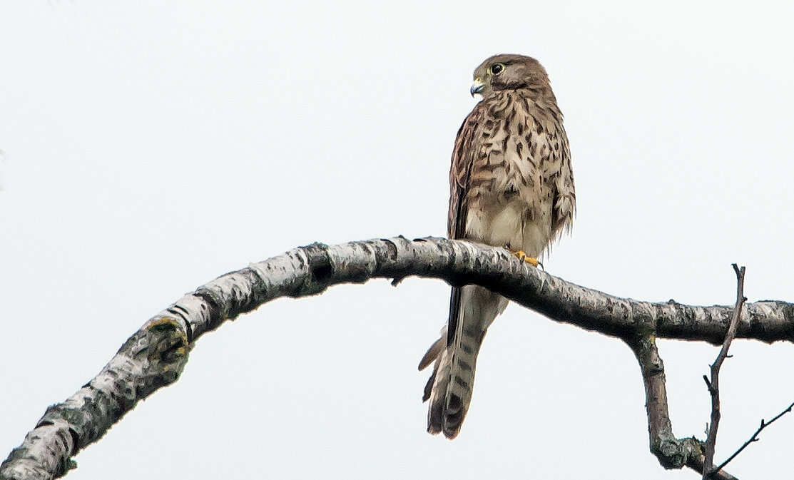 Пустельга. - Владимир Безбородов Пустельга. - Владимир Безбородов