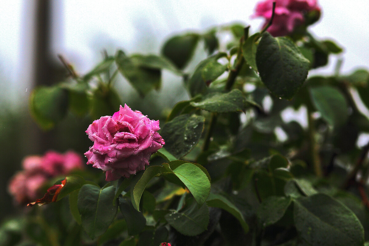Дождик... - Юрий Гайворонскiий