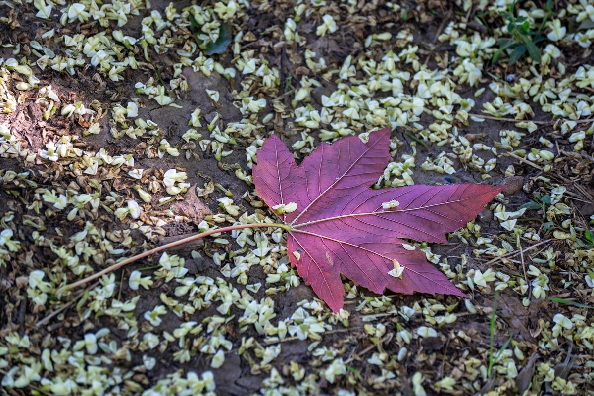 Лист Клена - Игорь Сикорский