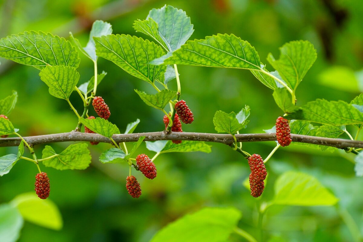 Тутовник - Игорь Сикорский