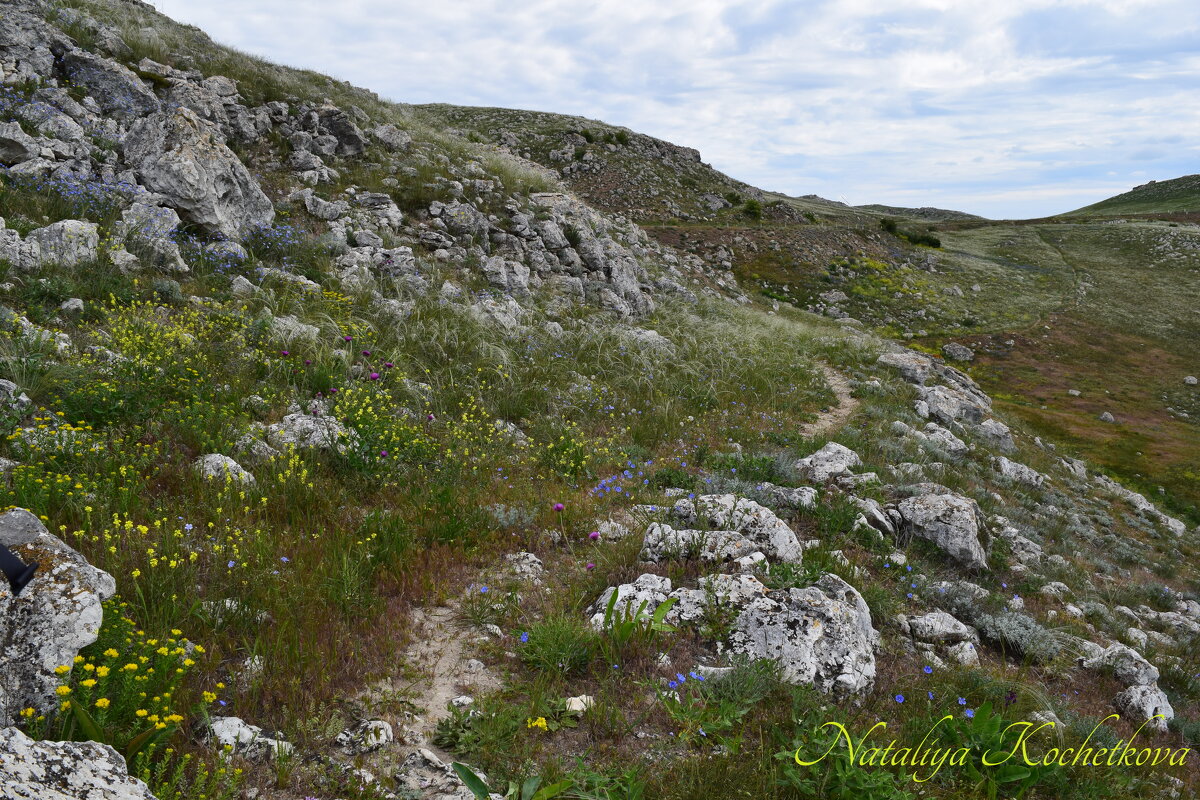 Природа Крыма - Amazing Cosmea