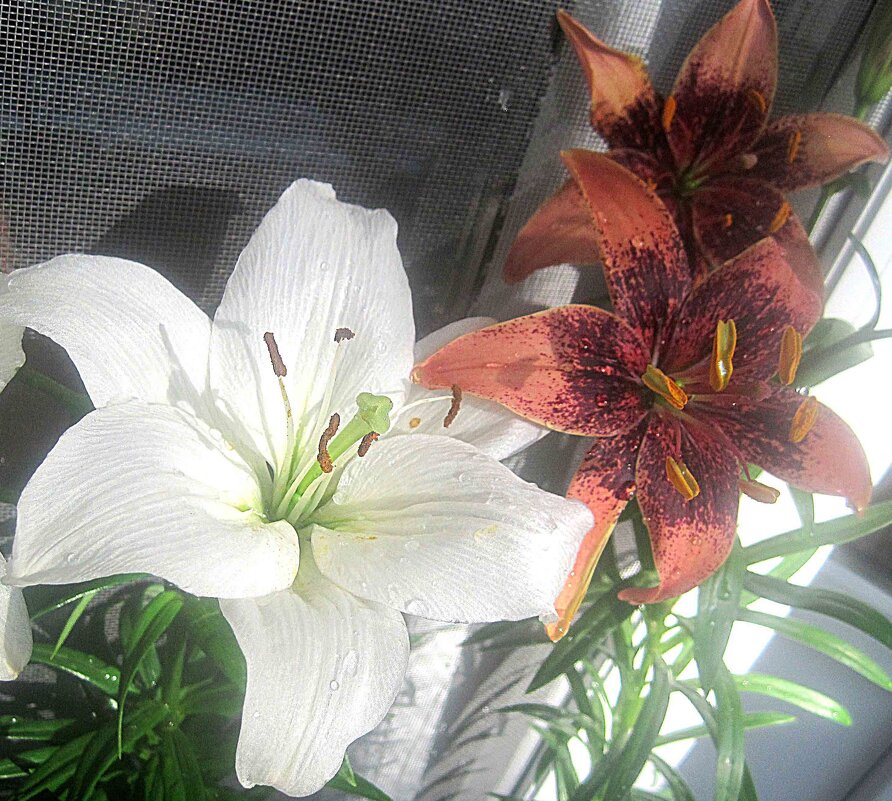 Мои Ли.. - Елена Семигина