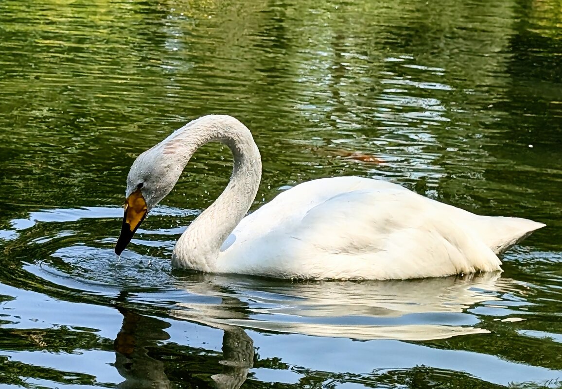 *** - Хэлен ***