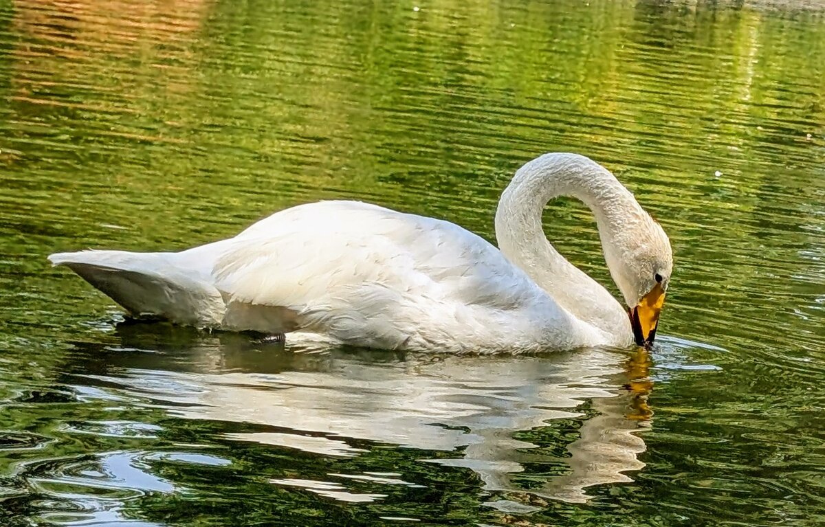 *** - Хэлен ***