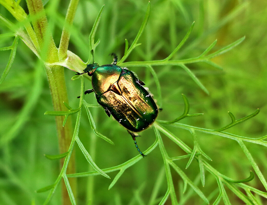 Бронзовка или майский жук - Светлана 