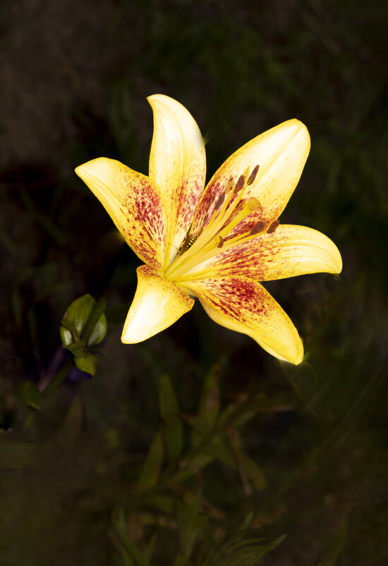 Барыня-лилия - Евгений 