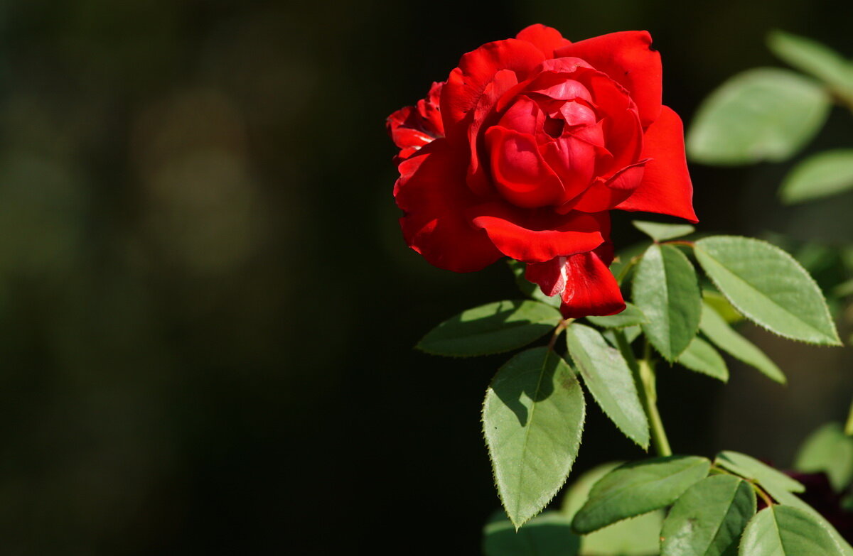 Роза Июля... - Николай Саржанов