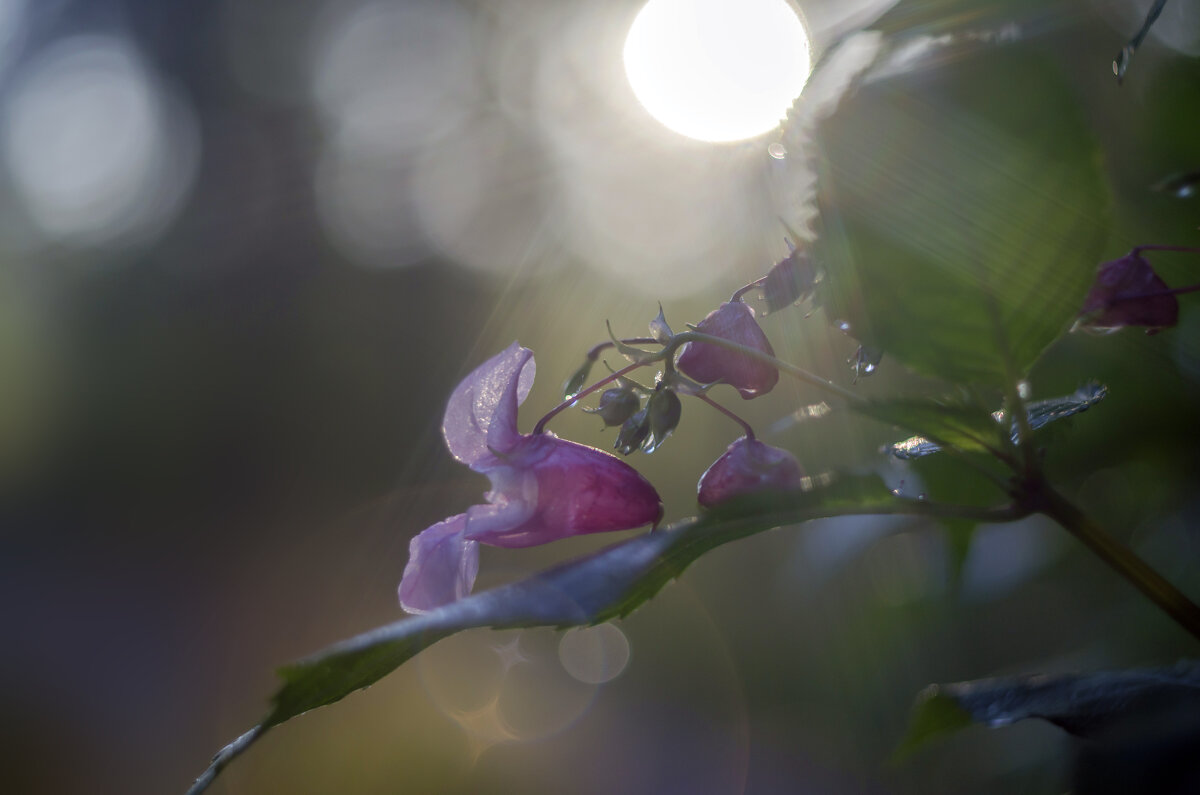 на рассвете - Lyubov Busova