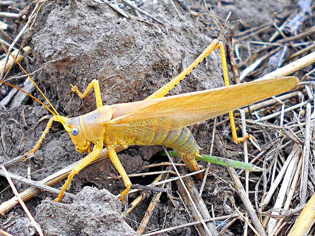 Голубоглазый кузнечик...) - Константин Штарк