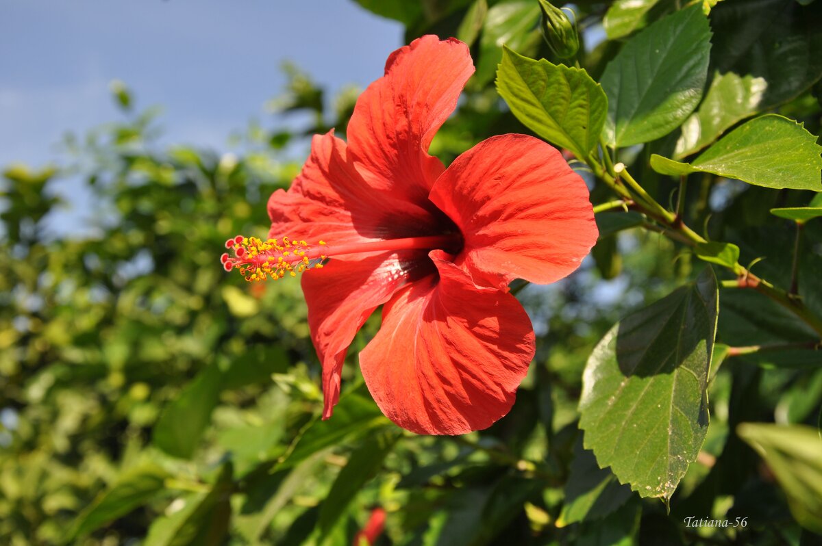 Гибискус (китайская роза) - Татьяна Машошина Гибискус (китайская роза) - Татьяна Машошина