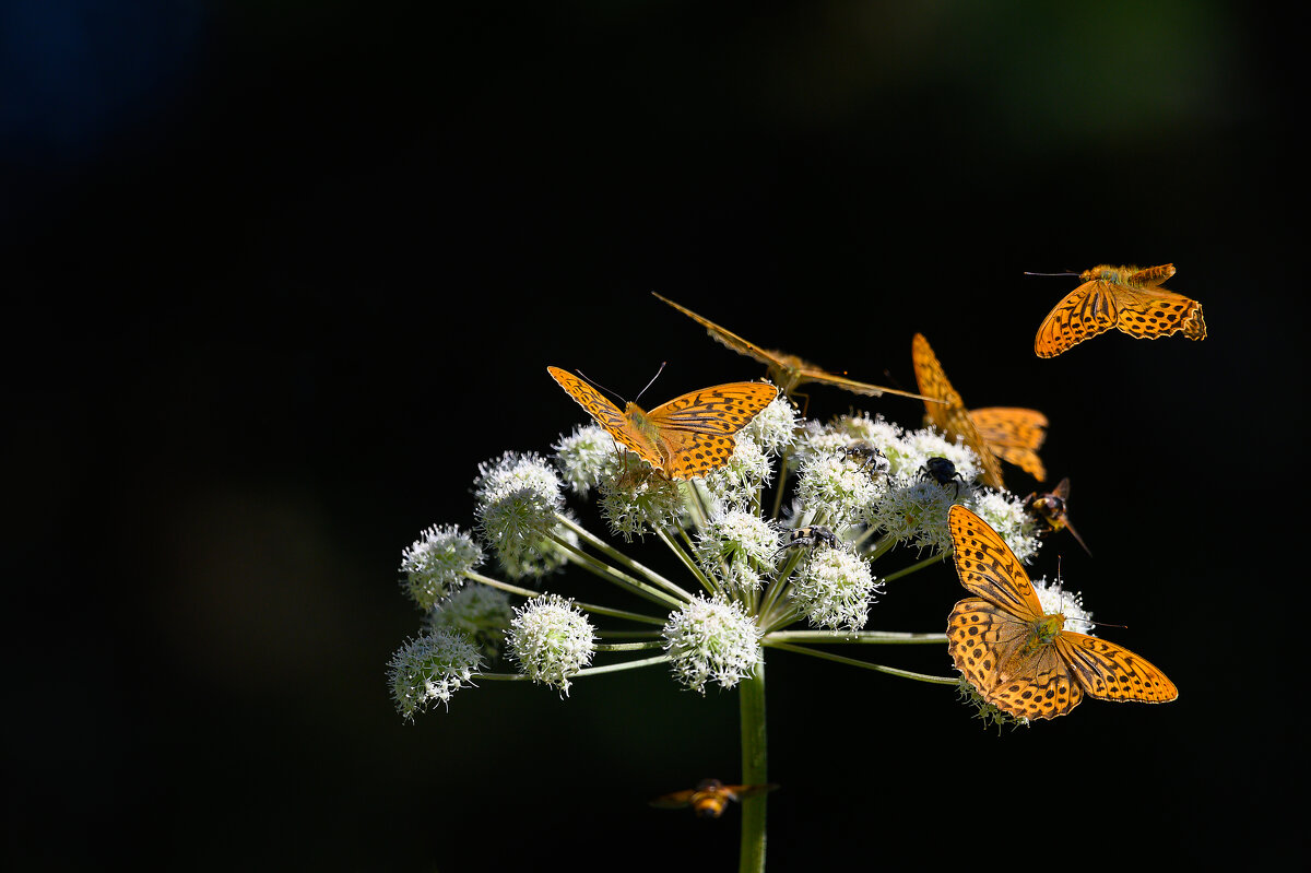 *** - Дмитрий *** - Дмитрий