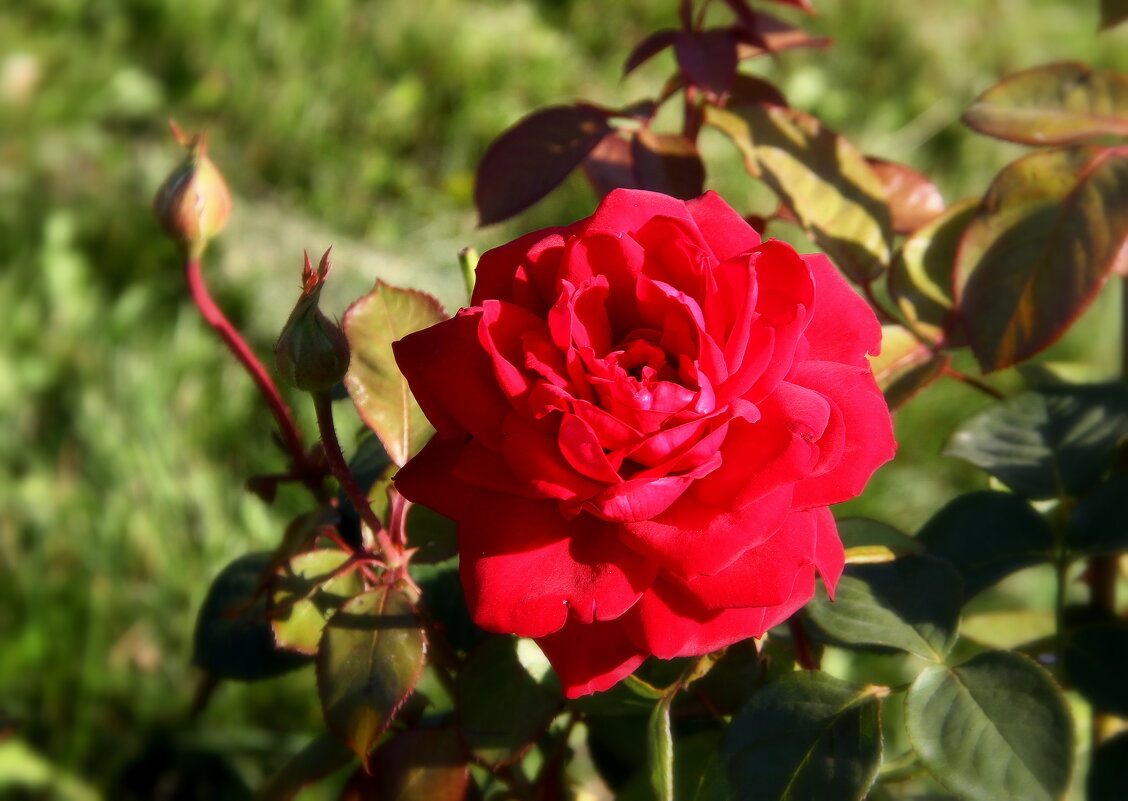 ** - Vlad Сергиевич