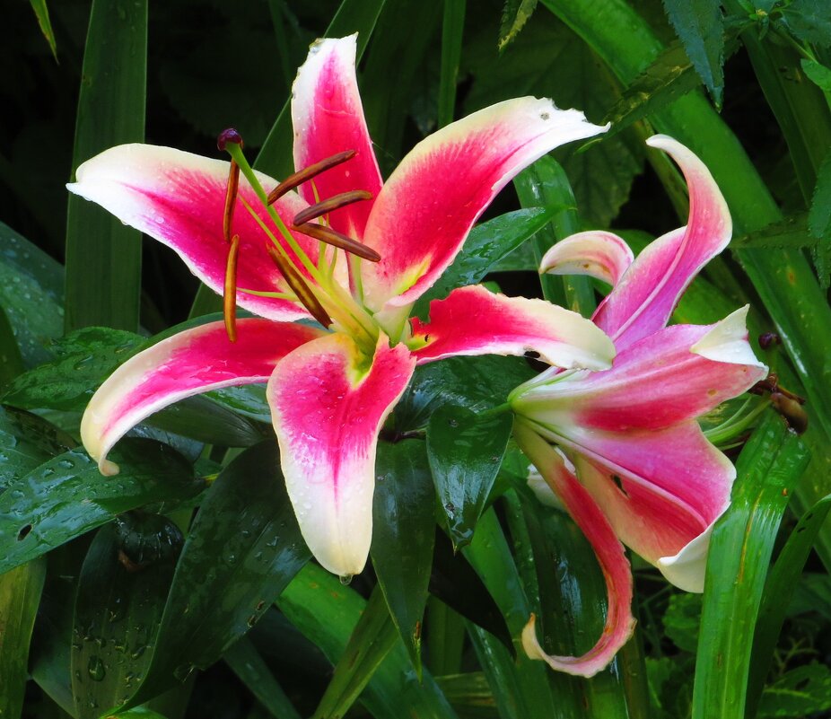 Красно - белые лилии - Андрей Снегерёв Красно - белые лилии - Андрей Снегерёв