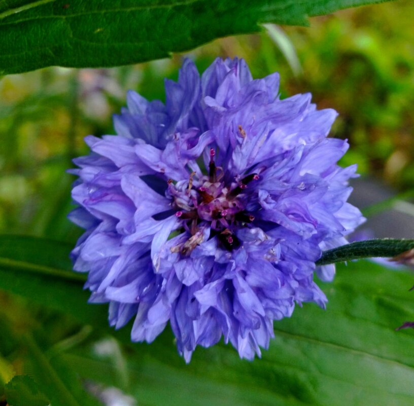 Василёк. - Галина Бобкина