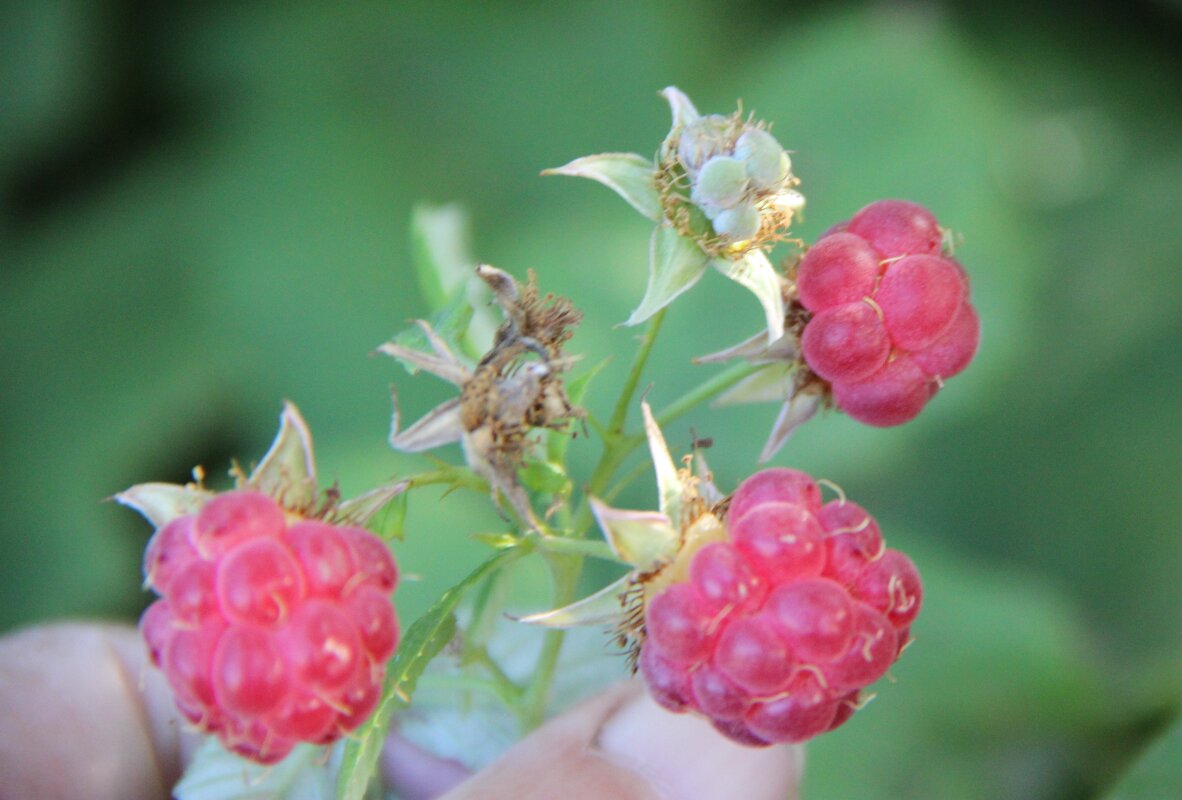 Щедрый июль. - Венера Чуйкова