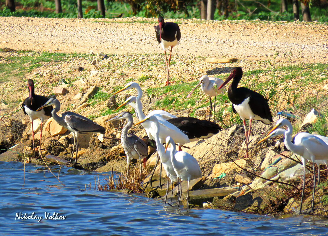 Птичий интернационал - Николай Волков Птичий интернационал - Николай Волков