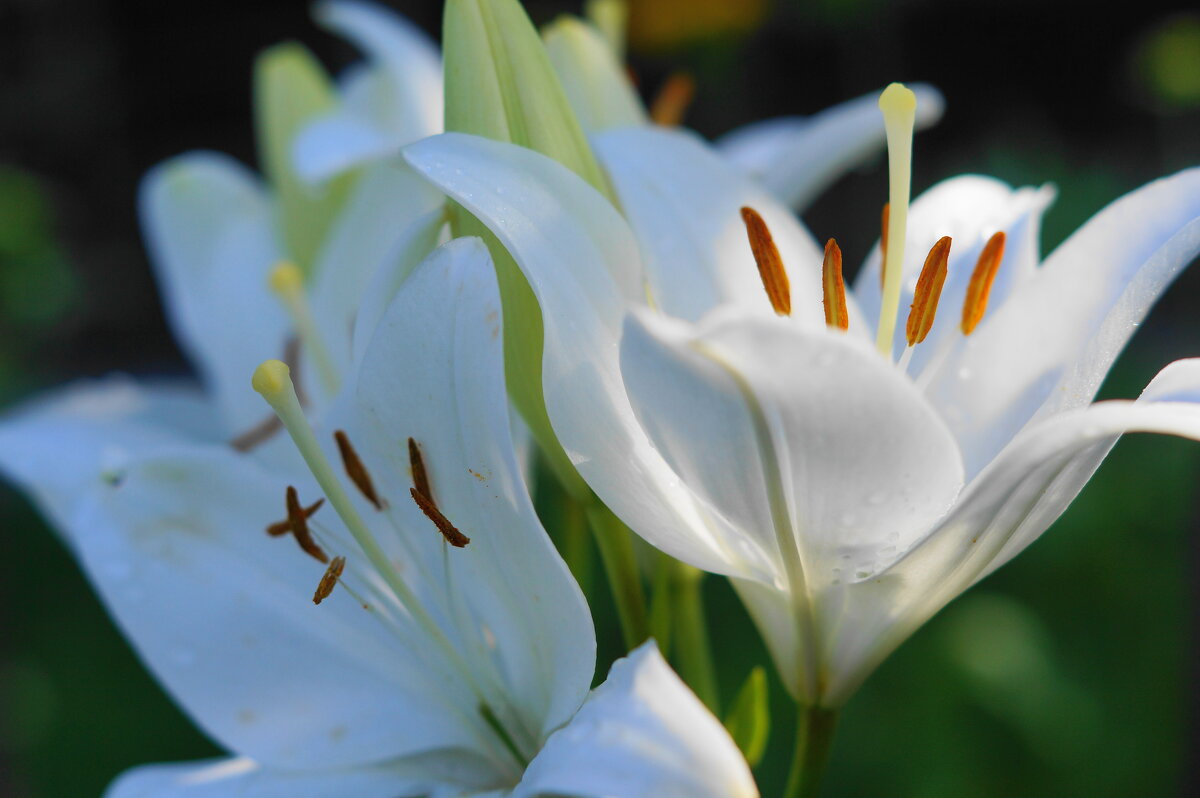 ... - Сергей Ц