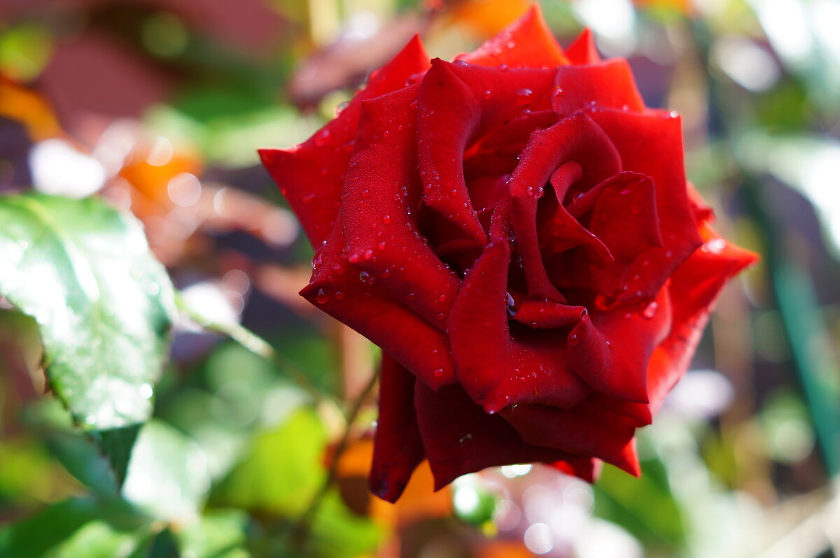 После дождя - Сергей Ц