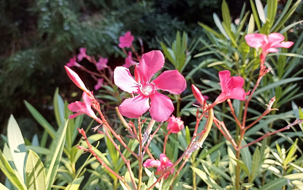 Олеандр - Татьяна Тюменка