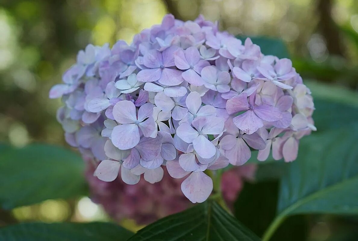 Гортензия - Татьяна Тюменка