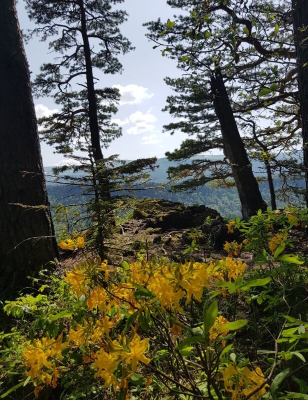 ЛАГОНАКИ - Tata Wolf