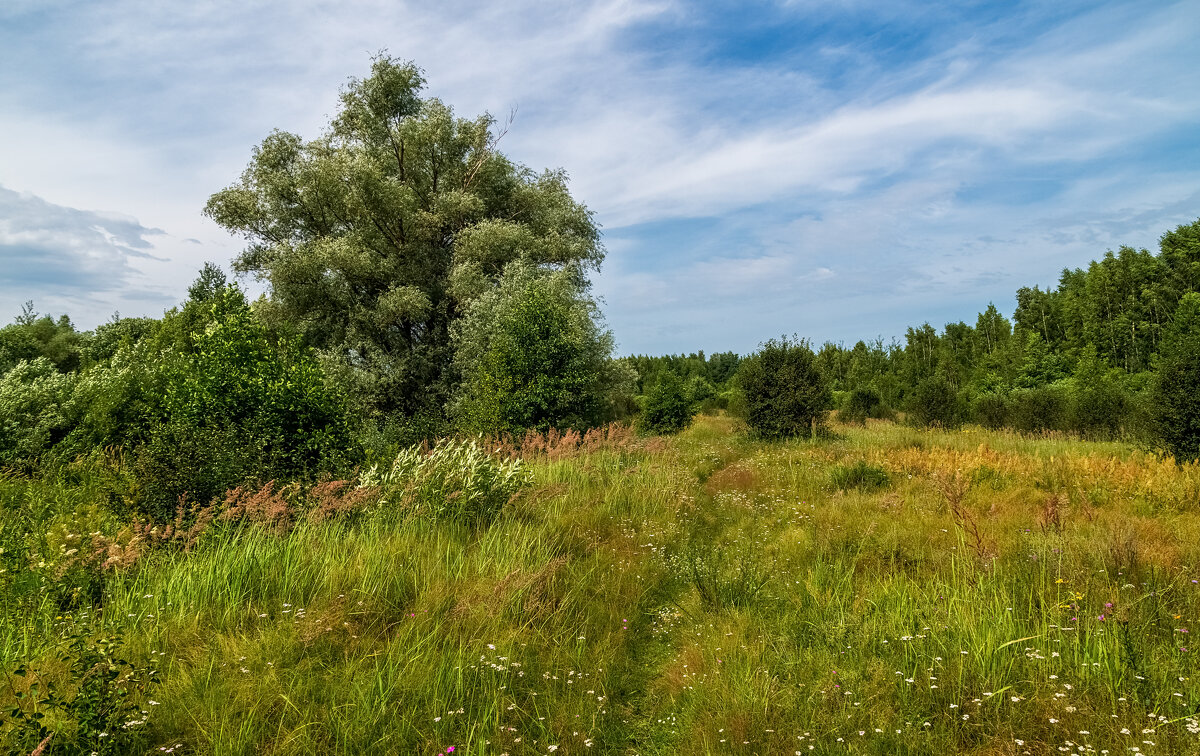 Родные просторы 2 - Андрей Дворников