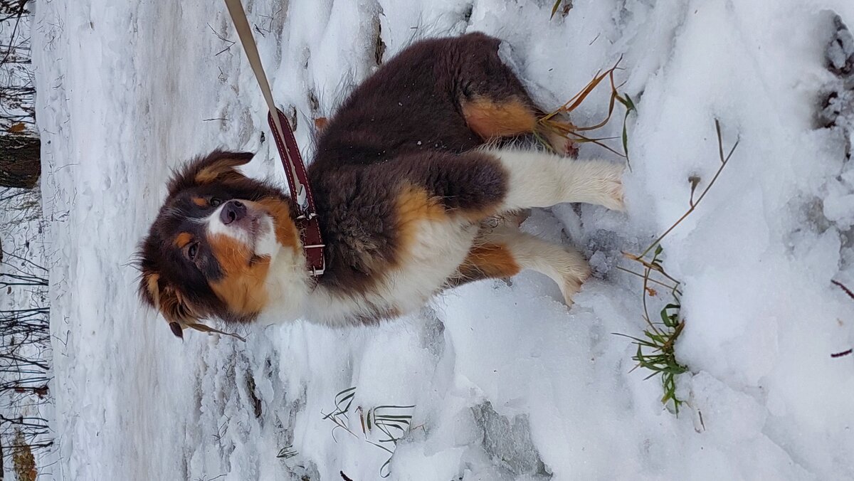 щенок породы ауси - Артём 