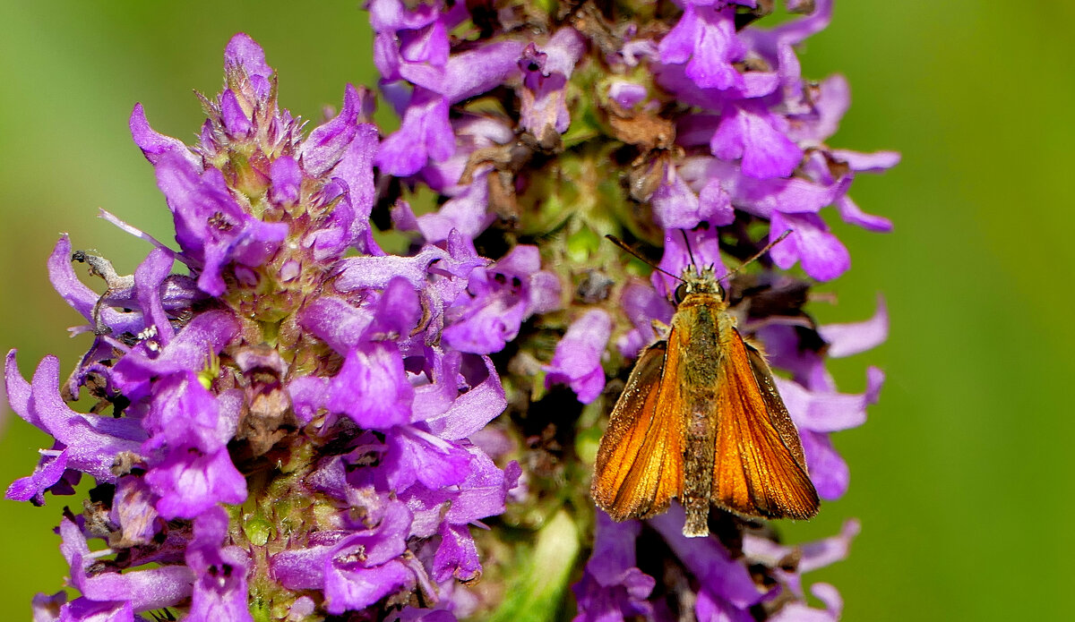 из сегодняшней съемки 3 - Александр Прокудин