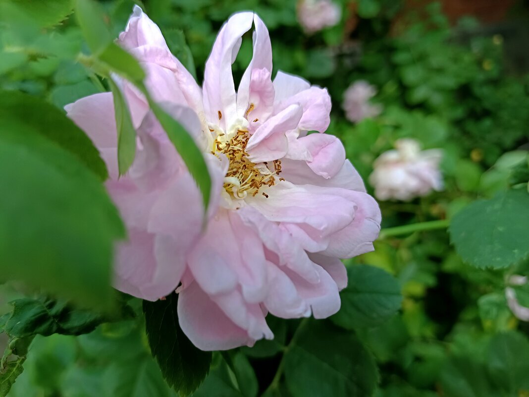 *** - Мария Васильева