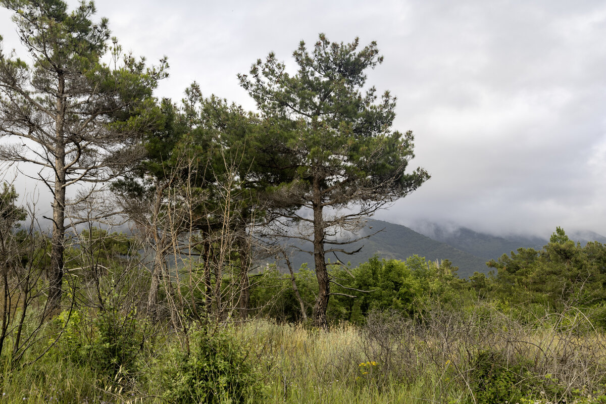 Природа - k-e-r-g-u-d-u DM