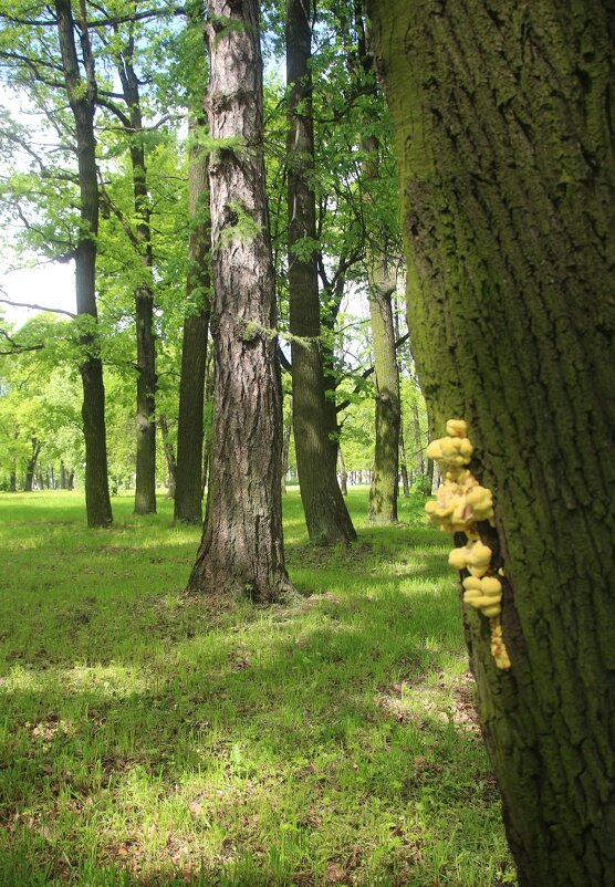 Стрельна. Орловский парк - Наталья Герасимова