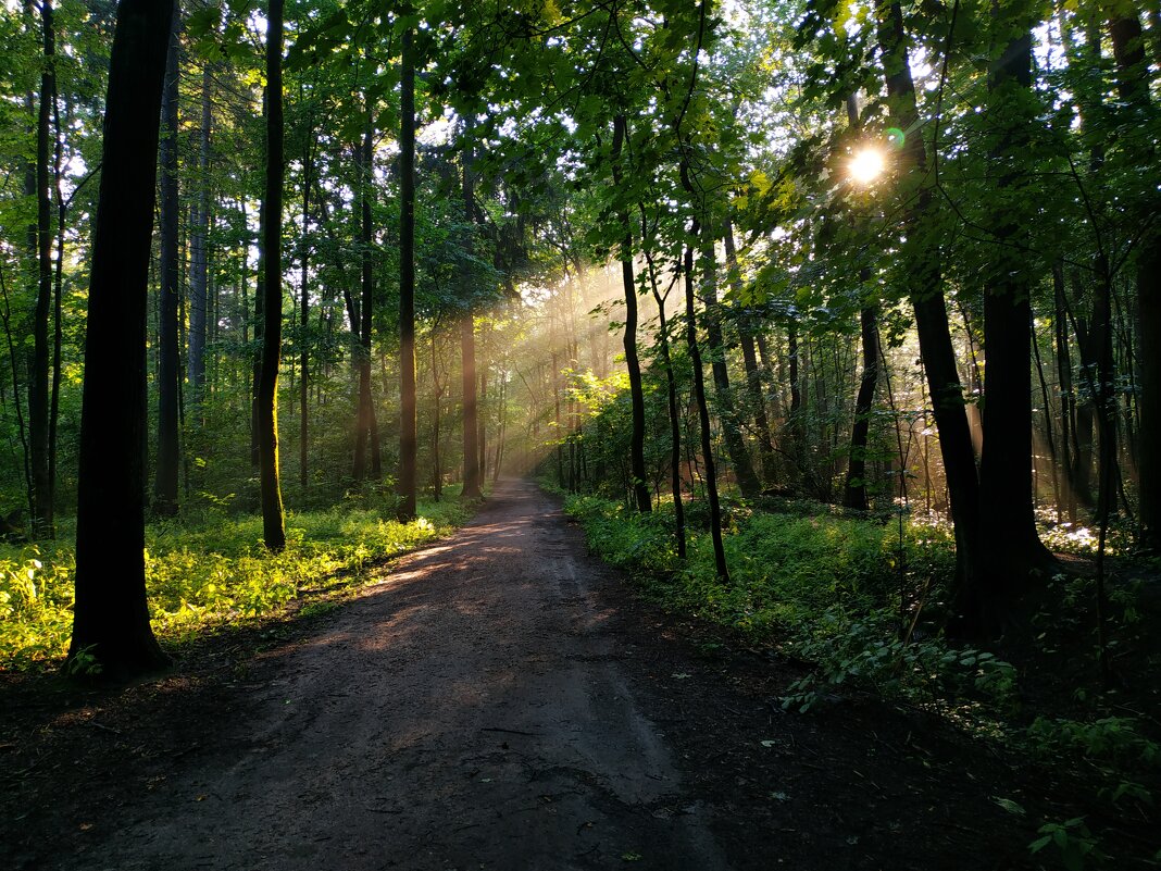 В парке после дождя - Андрей Лукьянов