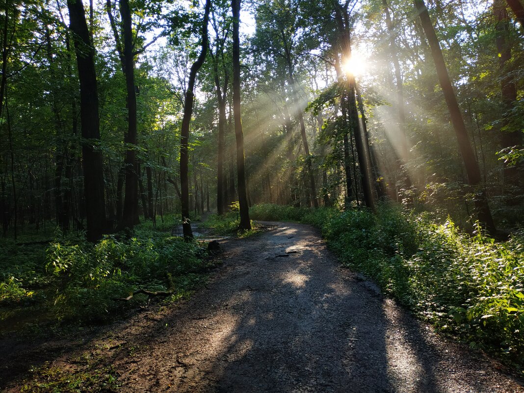 В парке после дождя - Андрей Лукьянов